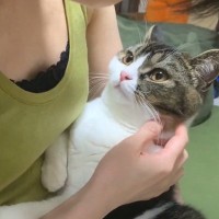 息子猫が『怒ってるパパ』を見たら…『ガチ凹みする様子』が可愛すぎると191万再生「遠い目してて草」「しょんぼりしてるのも可愛い」