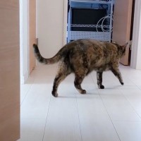 猫とママが『かくれんぼ』した結果…見つけた瞬間の反応が可愛すぎると23万3000再生「最高に愛おしい」「たまらん」と悶絶する人続出