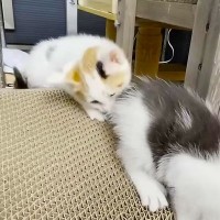 周りの猫に『喧嘩を売りまくる子猫…』まさかの正体が1万9000回再生「おてんばですねｗ」「すくすく育っておくれｗ」爆笑の声も