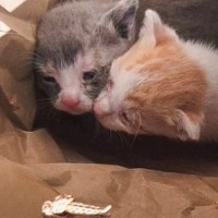 紙袋で捨てられていた2匹の赤ちゃん猫…2ヶ月後の『立派に成長した姿』が49万再生「涙が止まらない」「涙腺が緩んじゃってもう」の声