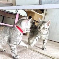 子猫が『生まれて初めて鏡と対面』した結果…『100点満点』のリアクションに爆笑！2.5万再生「めっちゃ笑ったｗ」「鏡あるあるｗｗ」