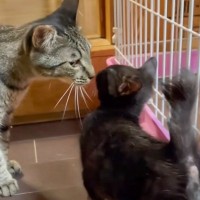 猫が可愛がっていた子猫と『再会』した結果…まさかの瞬間が感動的すぎると19万6000再生「ウルッときた」「意思疎通で伝わるね」