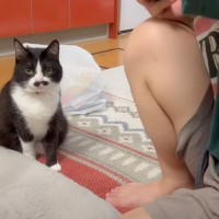 猫が初対面の人と出会ってから５分後…『まさかの展開』が凄すぎると1万3000再生の反響「ハンパないコミュ力」「適応力すごい」