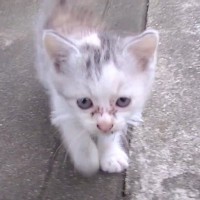 道端に捨てられていた子猫を保護して1年…『立派に成長』した軌跡に涙がとまらないと51万再生「愛情いっぱいの物語」「心に響きます」