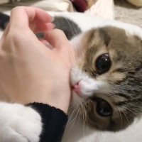 テンション上がりすぎて甘噛みしてしまった子猫…『反省の仕方』が可愛すぎると84万再生「ニヤニヤ止まらん」「ほっこりした」