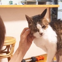 『猫マスターのおばあちゃん』が猫を撫で始めた結果…達人級の『モテっぷり』が10万5000再生「見事な猫使い！！」「普通に天国やん」