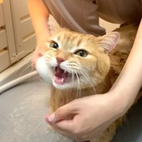 お風呂が苦手な猫をシャンプーしたら…まさかの『小鳥みたいになる様子』が可愛すぎると38万6000再生「小さな声でｗ」「声がｗ」