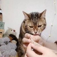 猫を無視して編み物を続けたら…予想外すぎる『突然の行動』が284万表示「ペロペロからｗ」「途中まで可愛かったのに」の声