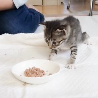 子猫が初めて『ごはんを食べた』瞬間…『可愛すぎる反応』が13万6000再生の反響「感動した」「ふくふくでかわいい」の声