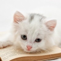 猫に関連したユニークな『世界のことわざ・慣用句』6選　あなたはいくつ知っている？