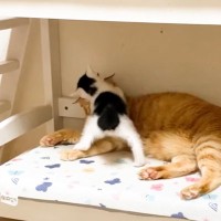 『遊んで欲しい子猫』が先住猫に猛アピール…無限すぎる体力に先住猫『お手上げ』1万1000再生「パワフル」「めげないなあ」