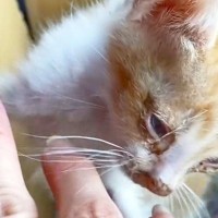 『顔面カサブタだらけ、薄汚れた2匹の子猫』を保護して2年が経ったら…現在の姿に感動の声続出「命の尊さを感じる」「本当に良かった」