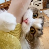 甘えん坊猫が『突然ブチギレた』理由とは…まさかのオチが面白すぎると36万3000再生「ごもっともだったｗ」「猫も人間も一緒ｗ」