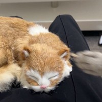 猫のぬいぐるみを撫でていたら…嫉妬した猫の『おもしろすぎる行動』が22万5000再生「手がぬっと」「夜中なのに爆笑した」