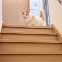 飼い主の帰宅に気づくのが遅れてしまった猫…予想外の『お出迎え姿』が可愛すぎると8万3000再生「たまらんね」「本当に羨ましい」