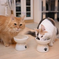 愛猫が『食べている最中』にしてはいけない禁止行為3選とその理由　思わぬトラブルのもとに