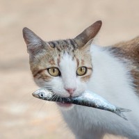 肉派？魚派？『猫の食性』に関して知っておきたいこと3つ　愛猫の食事を理解するためのトリビア