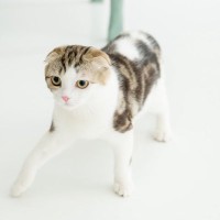 猫の『異常な歩き方』の原因4つ　病気・ケガが引き金になっている場合も