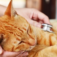 猫の『てんかん』主な症状7選　原因や対処法も解説　治すことはできる？