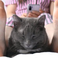 猫はなぜ『人の股の間』が好き？考えられる5つの理由　飼い主との“シンデレラフィット”が心地良い？