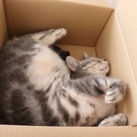 猫初心者が受けるであろう『猫の洗礼』3選　実際に暮らして初めてわかること