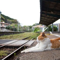 「鉄道猫に会いたい！」外国からも訪ねる人々が後を絶たないセレブ猫　英国