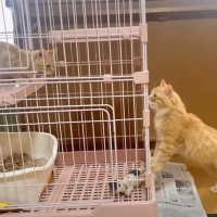 『生き別れた兄妹猫』が再会したら…まさかの反応が感動的すぎると71万3000再生「泣いてしまった」「鳴き声が切ない」の声