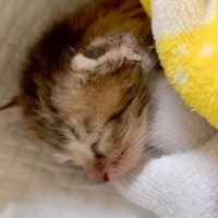 びしょ濡れで落ちていた子猫を拾って3年が経過したら…『現在の姿』に感動する人続出「大きくなったね」「救ってくれてありがとう」の声