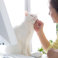 猫の飼い主さんによく起こる『猫ハラ被害』5選　困った…と思ってもかわいいから許しちゃう！