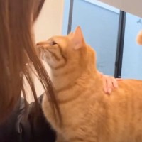 ツンデレな『新入り子猫』を撫でようとした結果…先住猫が『妨害』しにくる様子が面白すぎると22万再生「愛くるしい」「最高の癒やし」