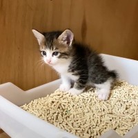 出た瞬間に声を出した子猫…あまりにも『可愛すぎる光景』が220万再生「破壊力満点」「排泄してるだけで可愛いの最強…」の声