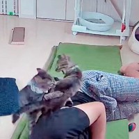 ペットカメラを覗いてみたら…子猫たちとパパの『まさかの光景』が面白すぎると12万再生「特別な訓練ｗ」「強すぎて草」と爆笑の声