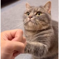 猫が習得した『凄すぎる芸』を紹介した結果…まさかの動きが286万再生「ネコババ可愛すぎ」「最後で笑ったｗ」と話題に