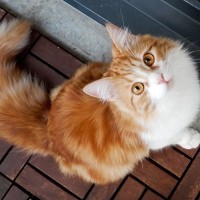 『猫が苦手な人』のほうが猫に愛される理由4選　マネすると猫と仲良くなれるかも？