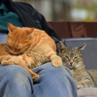 猫が飼い主さんの『ひざの上で毛づくろい』する4つの理由　のんびりペロペロ…リラックスしている証拠？