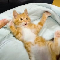 パパと一緒に寝転がって『テレビを見る』子猫…布団に入ってみせた『甘え上手』な姿が可愛すぎると3万再生「反則級…」「癒される」の声