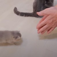 赤ちゃん猫たちを『褒めまくった』結果…可愛すぎる行動をとる姿に悶絶する人続出「てちてち可愛い」「心が和む」と2万5000再生