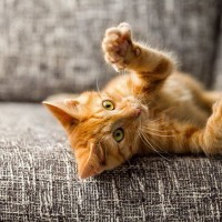 実は大切！猫の爪切りしていますか？爪からわかるSOSのサイン