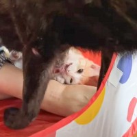 『猫用テント』で子猫が遊んでいたら…心配した先住犬からの『愛が炸裂』する光景に爆笑「親心が全開ｗ」「べちょべちょで笑った」