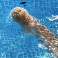 海洋生物かと思ったら…『まさかの光景』が衝撃的すぎると8万9000再生「思わず声がでた」「カワウソかと」と驚きの声続出