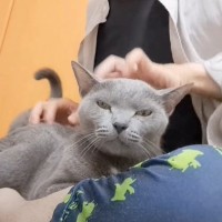 猫でピアノを弾いてみた結果…穏やかな表情だった猫が『豹変する姿』に爆笑する人続出「追加攻撃で草」「急にド突かれて笑った」