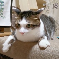 『トイレハイ』で無双モードになった猫…興奮状態で『荒ぶる』姿に思わず吹き出すと2万8000再生「面白すぎる」「ど、どうした！？」