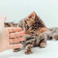 子猫の成長に悪影響をおよぼす『NG行為』4つ　大人になってからのトラブルの原因にも