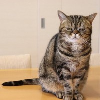 愛猫を傷つける『最低の裏切り行為』4つ　すぐにフォローすべき理由も