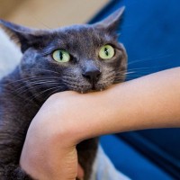 猫が『本気で嫌いな人』に見せる態度3選　猫をそこまでイヤガラせてしまう理由も