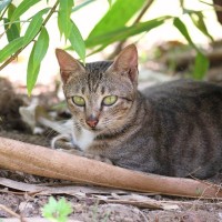 ボルネオ島の歴史に残る「パラシュート猫部隊」ネズミ撃退と島民の「猫友」になるのがミッション