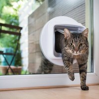 生き返った？まさか化け猫？？「お骨」になったはずの愛猫が帰ってきた！英国