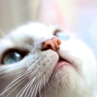 猫の鼻に『黒いもの』がついている5つの原因　シミやほくろ…軽く見ないほうがいい場合も