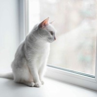 猫は『留守番』に強い？家に残していくときの注意点5つ　ギリギリ何日ならOK？