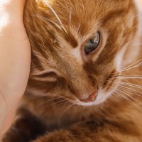 猫が『頭をぶつけた』けど大丈夫？気をつけるべき4つのこと　正しい対処法を解説